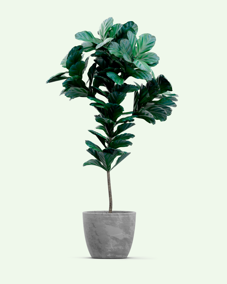 Фикус лировидный